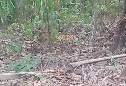 Harimau Sedang Tidur Terekam Pencari Madu di Kebun Sawit