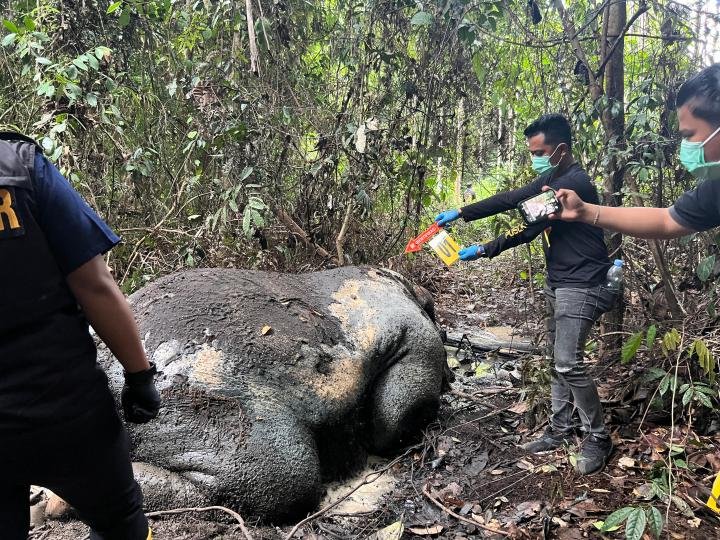 Gajah Ditemukan Mati dalam Keadaan Kepala Terpotong di Areal PT RAPP