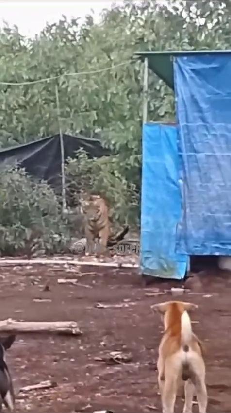 Begini Kronologis Harimau Sumatera Masuk Camp Pekerja di Pelalawan 