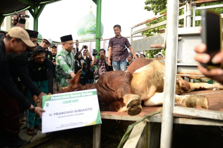 Gubernur Abdul Wahid Serahkan Sapi Kurban ke MUI Riau