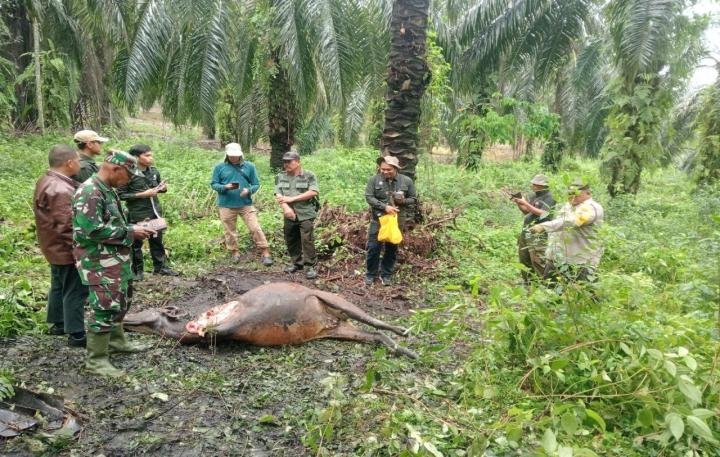 Sapi Warga Mati Diserang Harimau, BBKSDA Riau Turunkan Tim Mitigasi
