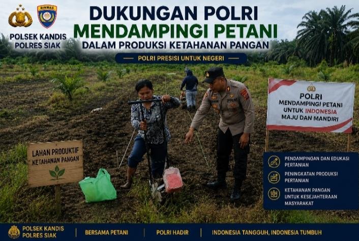 Polsek Kandis Bersama Poktan Ayu Makmur Tabur Bibit Jagung di Lahan 15 Hektare