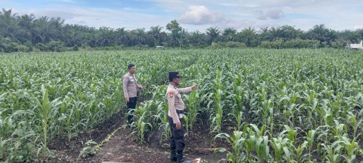 Monitoring Tanaman Jagung Poktan di Kayu Aro, Kapolsek Kampar: Insyallah Agustus Panen