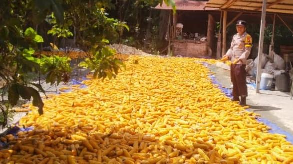 Polsek Kandis Bersama Kelompok Tani Jemur Jagung Hasil Panen, Turunkan Kadar Air