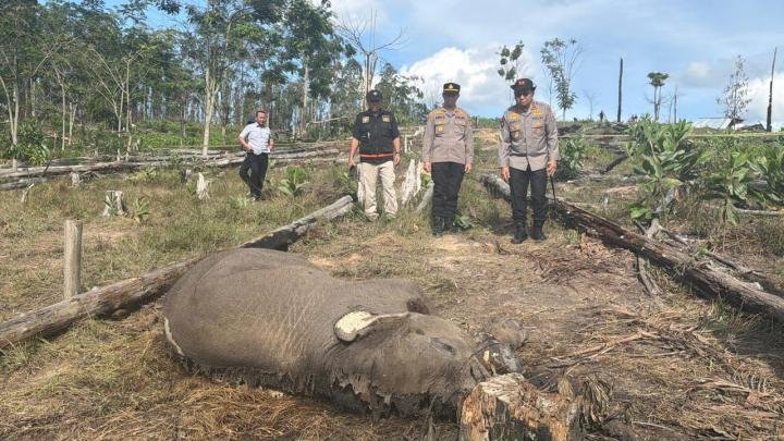 Anak Gajah Ditemukan Mati di Tesso Nilo, Kapolda Langsung Turun ke TKP