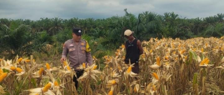 Jelang Panen, Polsek Kandis Intensifkan Kawal Perkembangan Tanaman Jagung