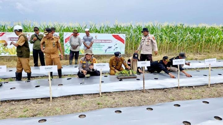 Dukung Program Asta Cita, Kapolsek Bersama Pemcab Kuala Kampar Tanam Cabai di Desa Sungai Solok