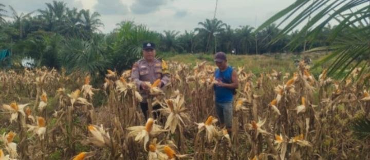 Wujudkan Hasil Ketapang yang Melimpah, Polsek Kandis Intensifkan Goro Bersama Petani