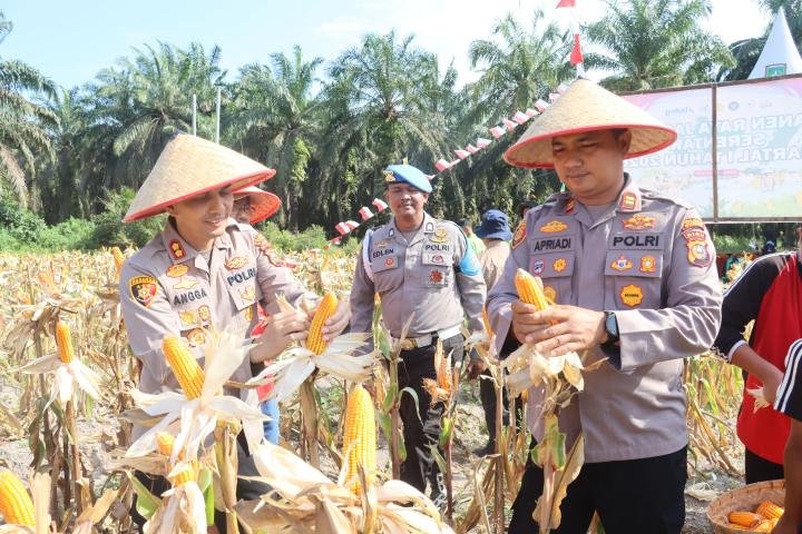 Polres Dumai Dorong Ketahanan Pangan, Panen Raya Jagung Jadi Sarana Edukasi Masyarakat
