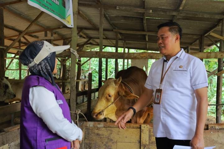 Distankan Pastikan Sapi Kurban Presiden RI di Pekanbaru dalam Kondisi Sehat 