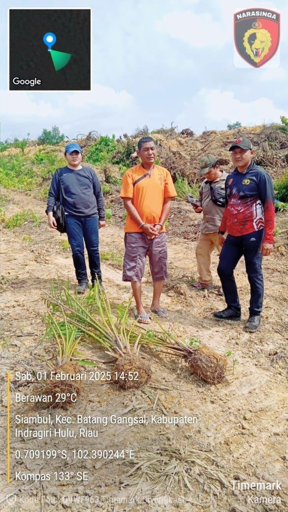 Sulap Hutan TNBT Untuk Kebun Sawit, Polres Inhu Bekuk Pelaku Bersama Alat Berat