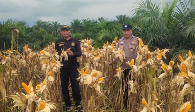 Jelang Panen Raya Jagung di Samsam, Polsek Kandis Tingkatkan Pendampingan kepada Petani