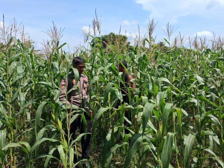 Monitoring Perkembangan Tanaman Jagung, Kapolsek Rupat: Memasuki Fase Pembuahan