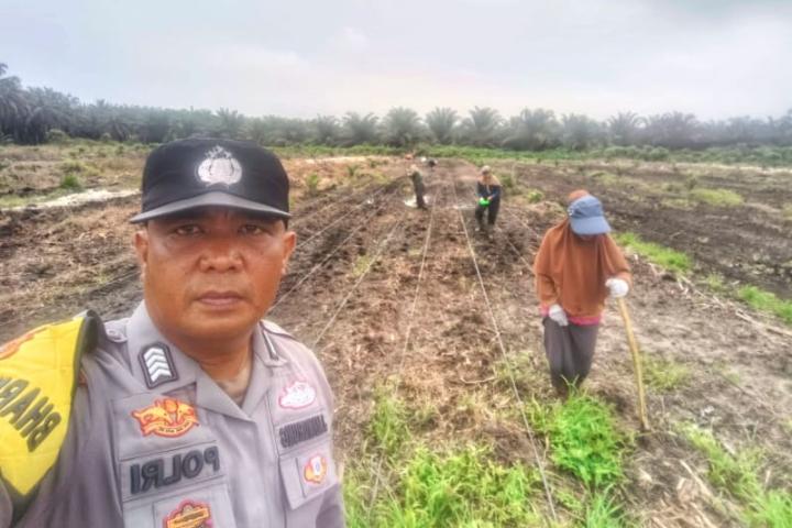 Bersama Poktan Ayu Makmur, Kapolsek Kandis Targetkan Progres Penanaman Jagung 6 Ha
