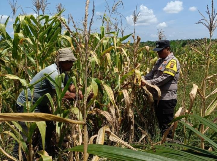 Wujud Keseriusan Polsek Kandis Dampingi Poktan, Tanaman Jagung Tumbuh Subur di Jambai Makmur