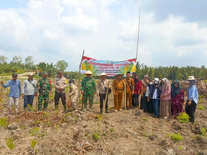 Polsek Tanah Merah Bersama Stakeholder Kompak Tanam Jagung Kuartal III di Selat Nama