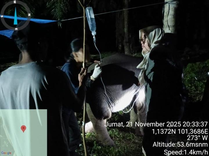 Sebelum Mati, Anak Gajah Laila di PKG Sebanga Terdengar Beberapa Kali Berteriak