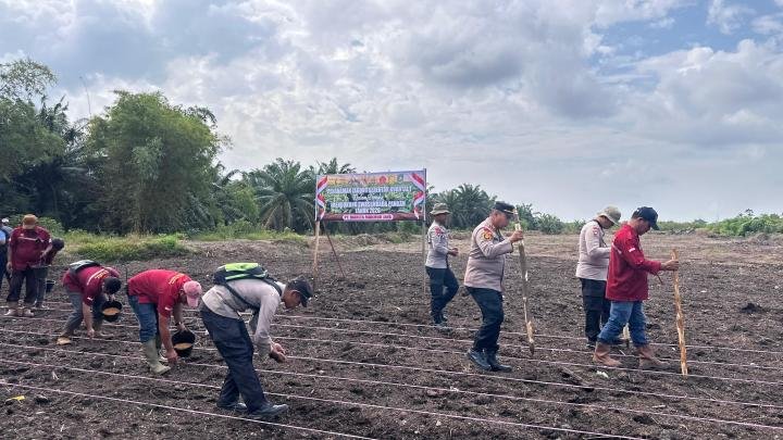Polsek Rupat Tanam Jagung 1,3 Hektare, Dukung Swasembada Pangan 2026