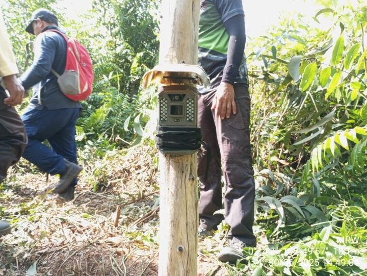 BKSDA Riau Gunakan Potongan Kaki Sapi Umpan Harimau