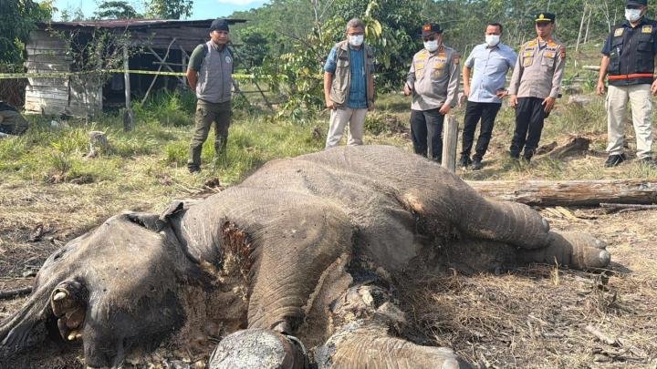 Penggarap Lahan Ditetapkan Tersangka Anak Gajah Mati di TNTN