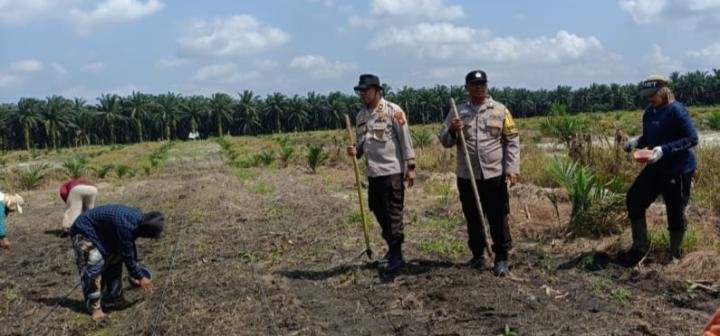 Gapai Hasil Maksimal, Polsek Kandis-Poktan AM Optimalkan Pengelolaan Budidaya 