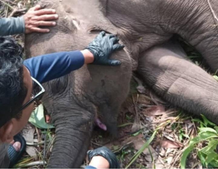 Tari, Anak Gajah Sumatera Ditemukan Mati di TNTN, Kapolda Riau: Ada Luka yang Tak Terkatakan