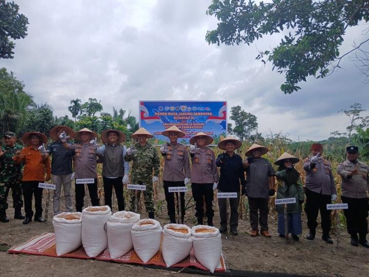 Polsek Kampar Bersama Polres Kampar Panen Jagung Serentak di Desa Ranah Singkuang