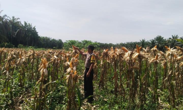 Tanaman Jagung 1,5 Ha Poktan AJ Segera Dipanen, Kapolsek Kandis: Semoga Beri Manfaat Ekonomi