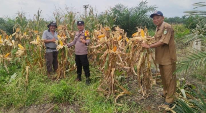 Polsek Kandis Tinjau Poktan AJ, Kompol Herman Pelani Harapkan Produktivitas Meningkat