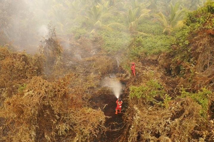 Manggala Agni Berjibaku Padamkan Karhutla di Riau, Ini Kabupaten Terluas Kebakarannya