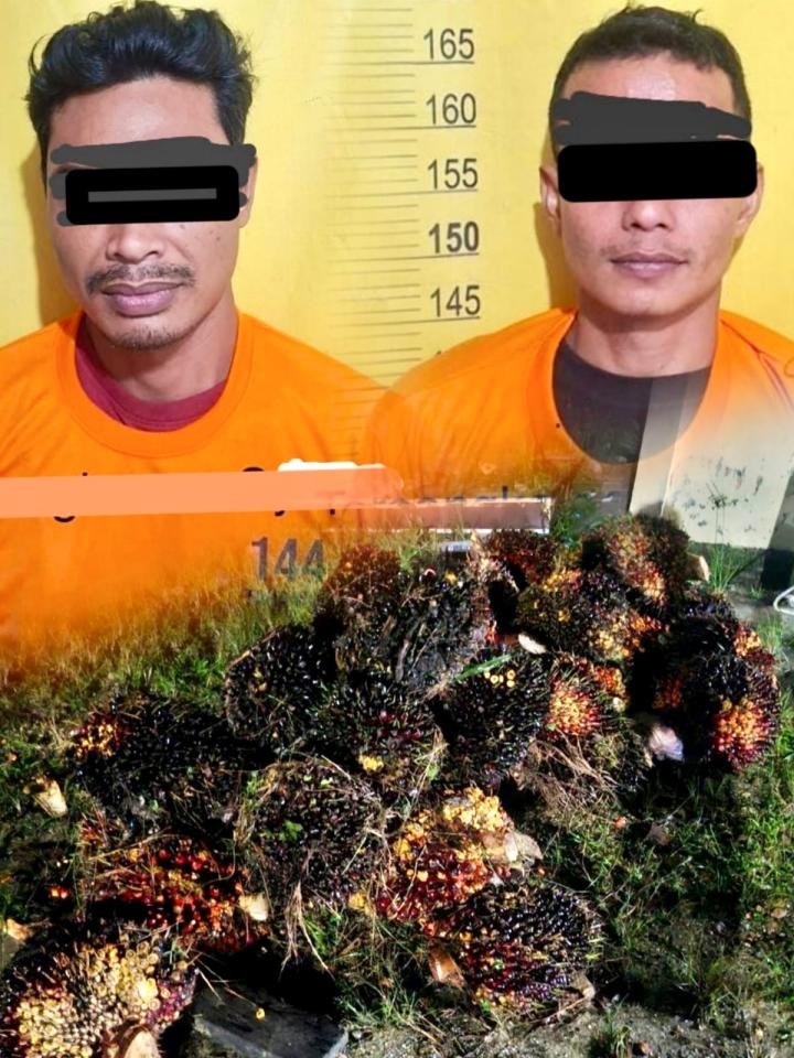 Dua Pencuri Buah Sawit Dijebloskan ke Sel
