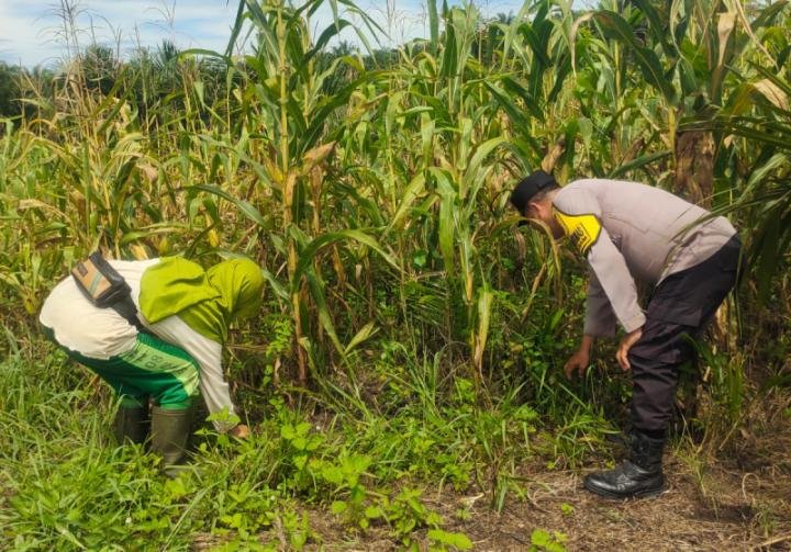 Polsek Kandis Dukung Sektor Pertanian sebagai Penguatan Ketahanan Pangan