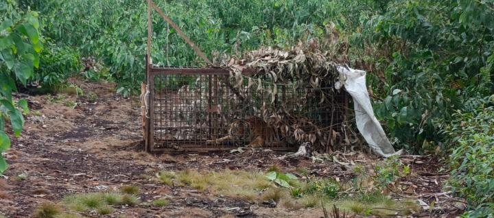 Harimau Remaja Masuk Box Trap BBKSDA Riau
