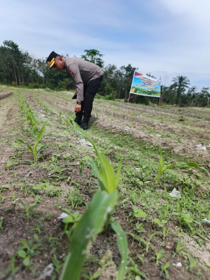 Dukung Ketahanan Pangan Nasional, Kapolsek Rengat Barat Turun Langsung Cek Tanaman