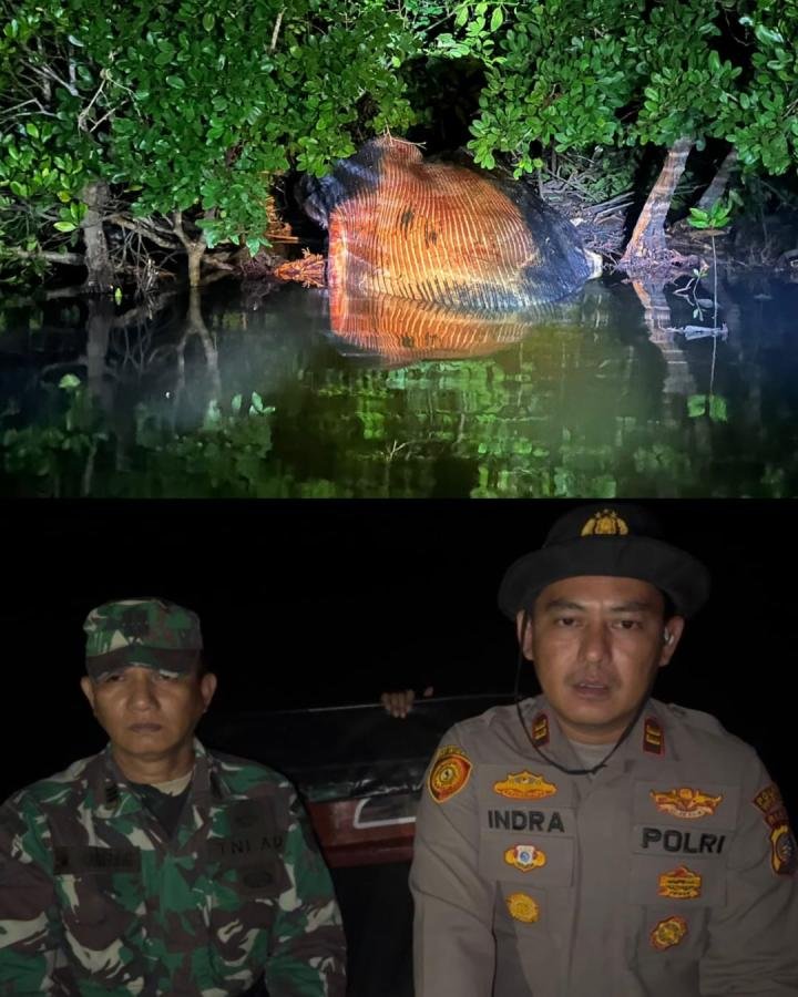 Bangkai Diduga Paus Ditemukan di Hutan Bakau Inhil