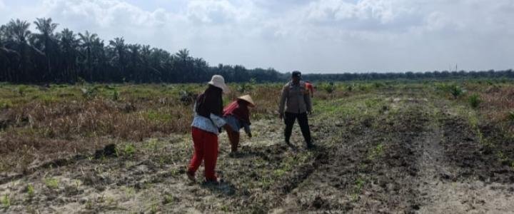 Polsek Kandis Bersama Petani Maksimalkan Pemeliharaan Tanaman Jagung
