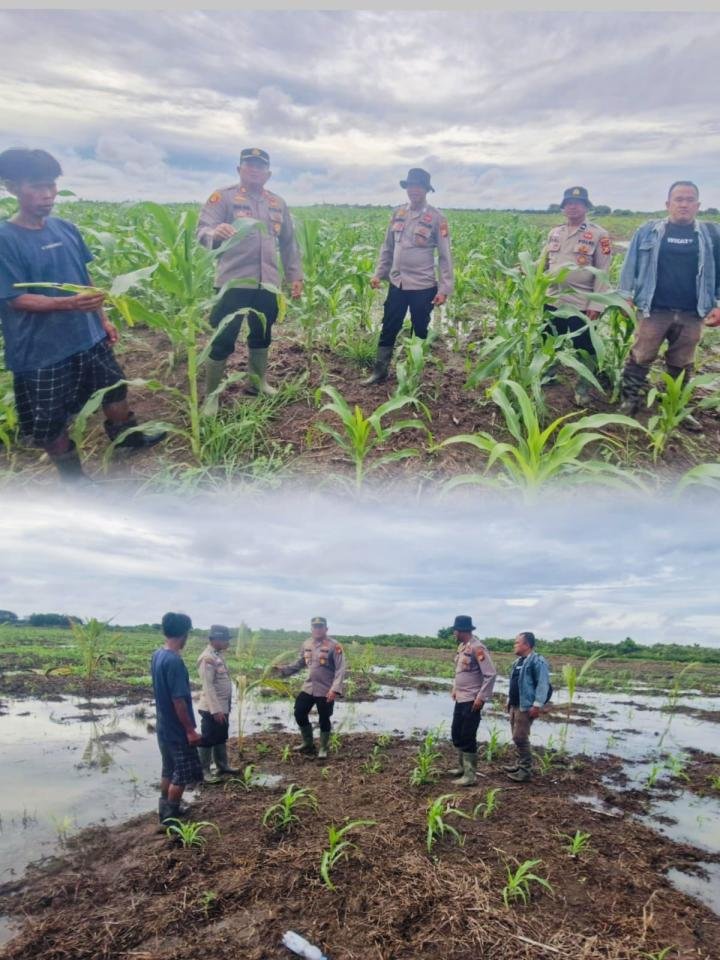 Kapolsek AKP Rian Onel Turun Cek Perkembangan Tanaman Jagung di Daerah Pesisir