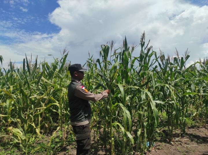 Pastikan Pertumbuhan Tanaman Jagung Pipil, Polsek Rupat Gencarkan Sambangi Petani