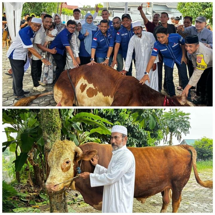 H Fatullah Kurban Sapi 1,2 Ton dan Dihadiri Ketua DPC Demokrat Pekanbaru