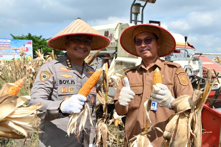 Polda Riau Panen Jagung Empat Hektare, Target Produksi Meningkat