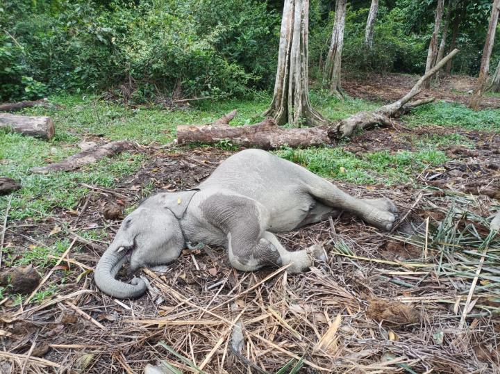 Damar, Gajah Jantan Ditemukan Mati Mendadak di TWA Buluh Cina