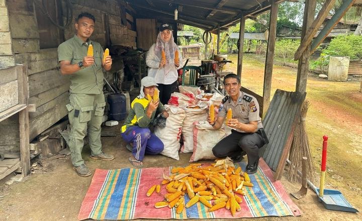 Polsek Rupat Bersama PT MMJ Panen Jagung, Diikuti Langsung Ketua Bhayangkari