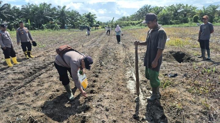 Polsek Sungai Sembilan Tanam Jagung Pipil di Lahan Poktan Mekar Sekuntum
