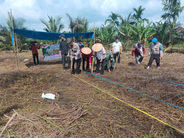 Forkopimcam Tanah Merah Kompak Tanam Jagung Kuartal III Satu Ha, Dukung Asta Cita KPN