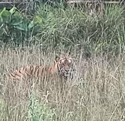 Karyawan PHR Rekam Kemunculan Harimau di DSF 125 Tonggak 8