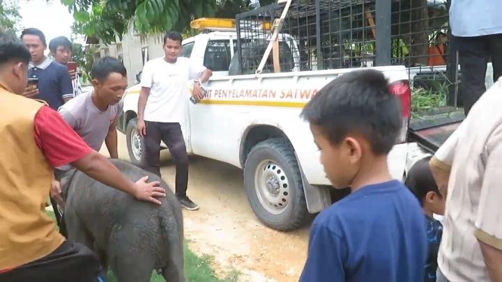 BKSDA Riau Bersama Masyarakat Selamatkan Bayi Gajah yang Terpisah dari Induknya di Kampar