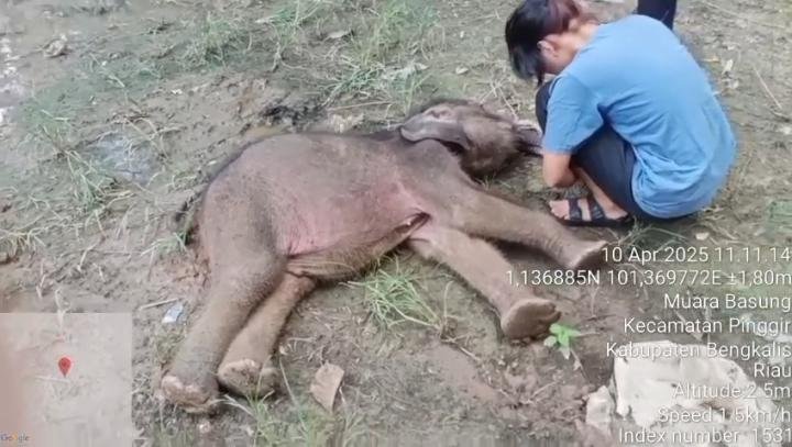 Yuni, Anak Gajah Sumatera yang Terpisah dari Induk Akhirnya Mati