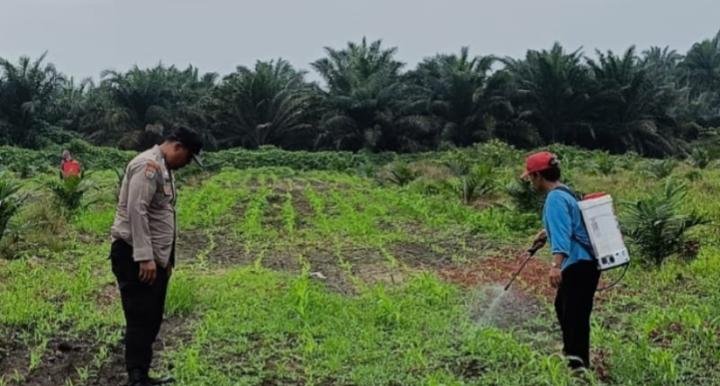 Cegah Serangan Hama, Polsek Kandis Temani Petani Semprot Tanaman Jagung Pipil
