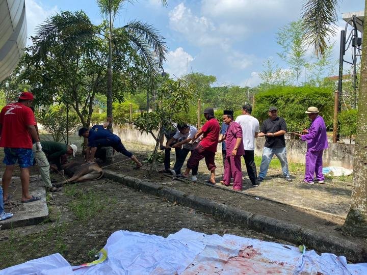 Dihadiri Ketum Zulmansyah dan Wabup Bengkalis, PWI Riau-Mitra Potong 7 Hewan Kurban