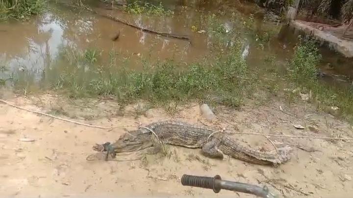 Dilanda Banjir, Buaya Incar Ayam Ditangkap saat Masuk Pekarangan Warga